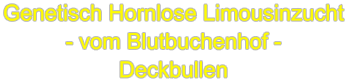 Genetisch Hornlose Limousinzucht - vom Blutbuchenhof - Deckbullen