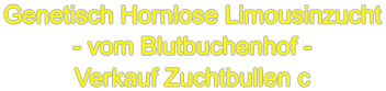 Genetisch Hornlose Limousinzucht - vom Blutbuchenhof - Verkauf Zuchtbullen c